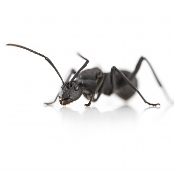 Polyrhachis armata